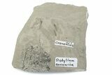 Fossil Distylium Leaf with Crane Flies - Utah #377157-1